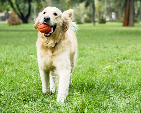 dogstar-dog-with-a-ball