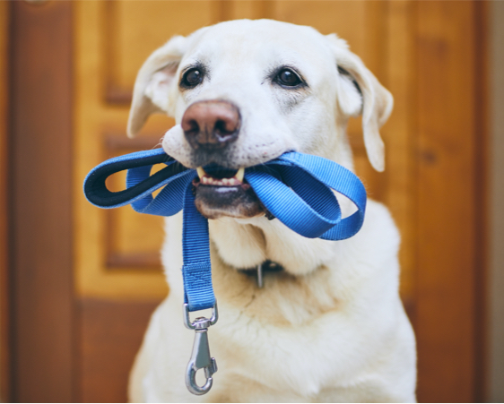 dogstar-dog-with-ribbon